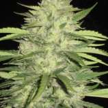 Loud Seeds Skins Skunk