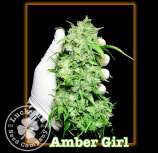 Lucky 13 Seed Company Amber Girl