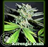 Lucky 13 Seed Company Korengal Kush