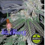 Madd Farmer Genetics Billy Wonka