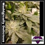 Madd Farmer Genetics Maddgically Delicious