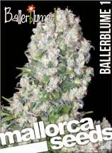 Mallorca Seeds Ballerblume #1