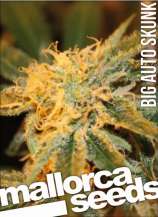 Mallorca Seeds Big Auto Skunk