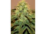 Mallorca Seeds Critical del Norte