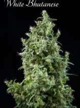 Mandala Seeds White Bhutanese