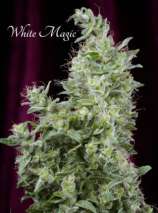 Mandala Seeds White Magic