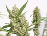 MassMedicalStrains Deadly Kernel