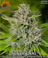 Massive Seeds Sundog OG