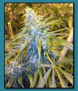 Matanuska Thunder Seeds Motown Cookies