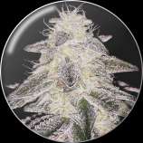 Medical Seeds Co. Medical Runntz