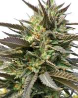 Medicann Seeds Blue Blood