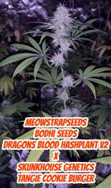 Meows Trap Seeds Dragonsblood HashPlant V2 #3 x Tangie Cookie Burger