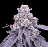 Most Wanted Genetics Blue Moon
