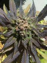 Mother Chucker's Seeds Blue Hawaii