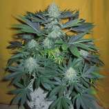 Motherland Genetics Automatic Cheese