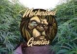 Motherland Genetics Slurricane Sherbet