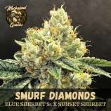 Motherland Genetics Smurf Diamonds