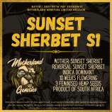 Motherland Genetics Sunset Sherbet S1