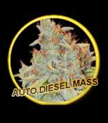 Mr. Hide Seeds Auto Diesel Mass