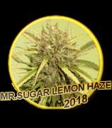 Mr. Sugar Lemon Haze