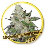 Mr. Hide Seeds Mr White Widow +