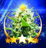 Naledi Seeds CBD Medicalstar