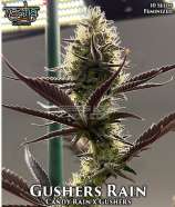 Nasha Genetics Gushers Rain