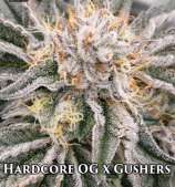 Nasha Genetics Hardcore OG x Gushers