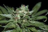 Natural Genetics Seeds Heartbeat Kush