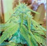 Natural Genetics Seeds LemonStar