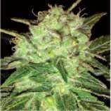 Natural Genetics Seeds Ohio O.G.