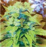 Natural Genetics Seeds Sour Tropical D