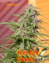 Nectar Seeds Mystique