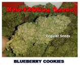 New420Guy Seeds Blueberry Cookies