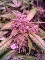 New420Guy Seeds Cosmic Lights