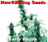 New420Guy Seeds Early Skunk