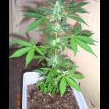 New420Guy Seeds La Fruta x Lowryder 2