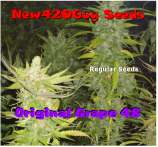 New420Guy Seeds Original Grape 48