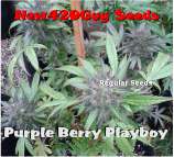 New420Guy Seeds Purple Berry Playboy