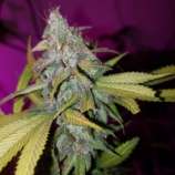 New420Guy Seeds Wilma Kush