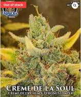 Night Owl Seeds Creme de la Soul