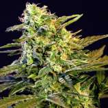 Mamba Negra (von Nirvana Seeds) :: Cannabis Sorten Infos
