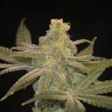 NorStar Genetics Queen of Hearts