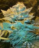 North Genetics Kosher Smurf