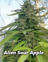 Obsoul33t Genetics Alien Sour Apple