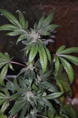 Ocean Grown Seeds Bubble Kush