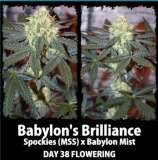 Old Dutch Genetics Babylon's Brilliance