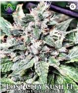 Omuerta Genetix Lost City Kush