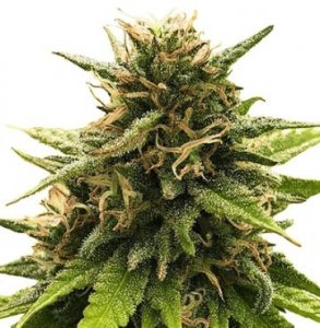 Super Silver CBD (von One Premium CBD Seeds) :: Cannabis Sorten Infos