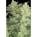 Original Sensible Seeds Sweet Kush